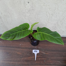 Load image into Gallery viewer, #115 Philodendron Subhastatum