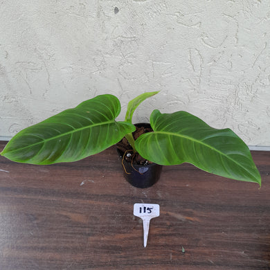 #115 Philodendron Subhastatum