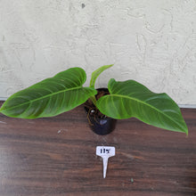 Load image into Gallery viewer, #115 Philodendron Subhastatum