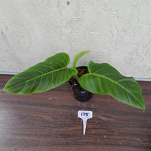 Load image into Gallery viewer, #115 Philodendron Subhastatum