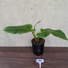 Load image into Gallery viewer, #115 Philodendron Subhastatum
