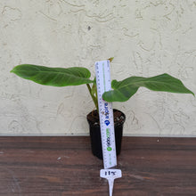 Load image into Gallery viewer, #115 Philodendron Subhastatum