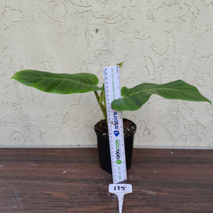 #115 Philodendron Subhastatum