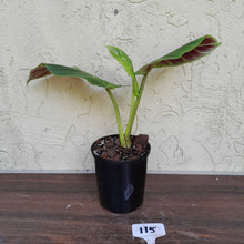 Load image into Gallery viewer, #115 Philodendron Subhastatum