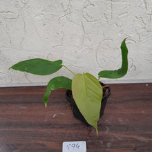 Load image into Gallery viewer, #894 Anthurium Dolichostachyum