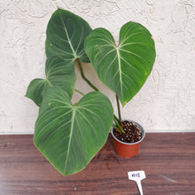 Load image into Gallery viewer, #H18 Philodendron Gloriosum