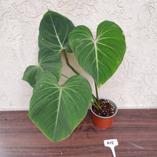 Load image into Gallery viewer, #H18 Philodendron Gloriosum