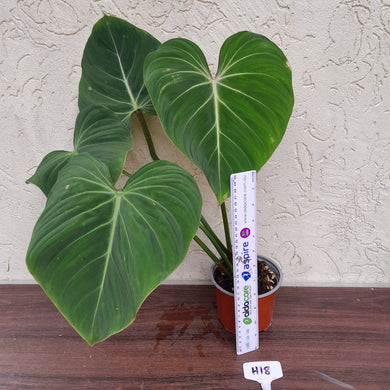 #H18 Philodendron Gloriosum