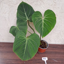 Load image into Gallery viewer, #H18 Philodendron Gloriosum
