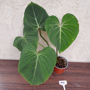 #H18 Philodendron Gloriosum