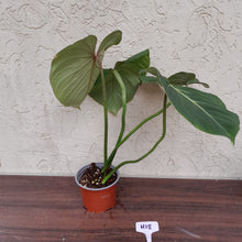 Load image into Gallery viewer, #H18 Philodendron Gloriosum
