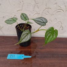 Load image into Gallery viewer, #211 Philodendron Brandtianum
