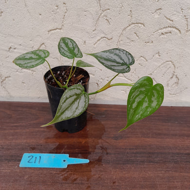 #211 Philodendron Brandtianum