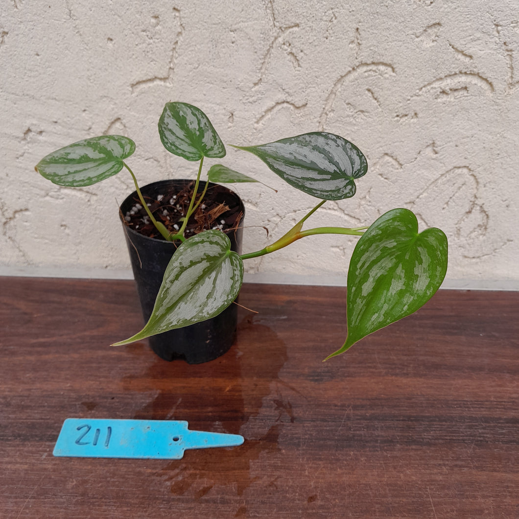 #211 Philodendron Brandtianum