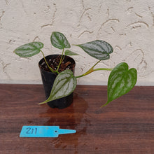 Load image into Gallery viewer, #211 Philodendron Brandtianum