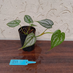 #211 Philodendron Brandtianum