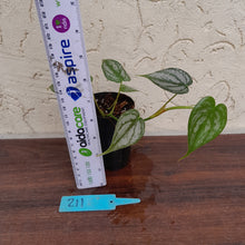 Load image into Gallery viewer, #211 Philodendron Brandtianum