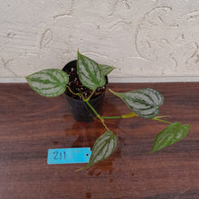 Load image into Gallery viewer, #211 Philodendron Brandtianum