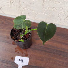 Load image into Gallery viewer, #19 Philodendron Lupinum