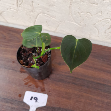 #19 Philodendron Lupinum