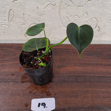 Load image into Gallery viewer, #19 Philodendron Lupinum
