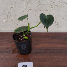 Load image into Gallery viewer, #19 Philodendron Lupinum