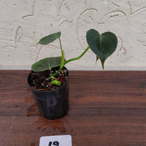 #19 Philodendron Lupinum