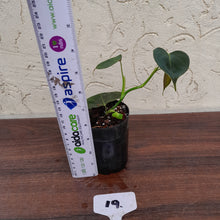 Load image into Gallery viewer, #19 Philodendron Lupinum