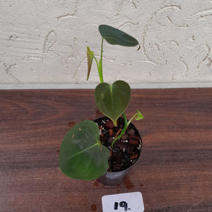 #19 Philodendron Lupinum
