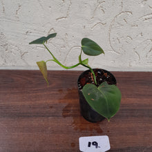 Load image into Gallery viewer, #19 Philodendron Lupinum