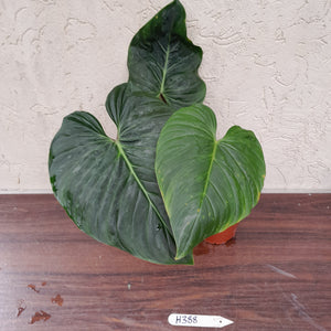 #H388 Philodendron Majestic