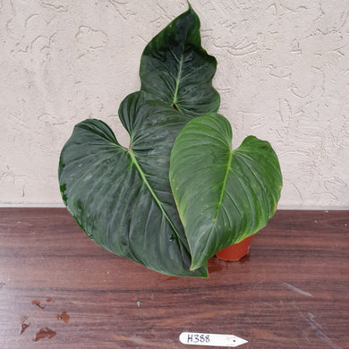 #H388 Philodendron Majestic
