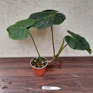 #H388 Philodendron Majestic