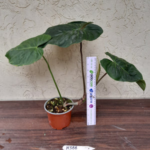 #H388 Philodendron Majestic