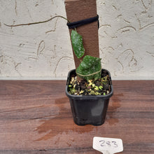 Load image into Gallery viewer, #283 Hoya Imbricata