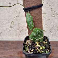 Load image into Gallery viewer, #283 Hoya Imbricata
