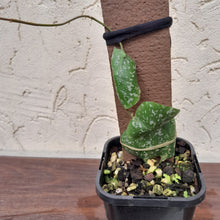 Load image into Gallery viewer, #283 Hoya Imbricata