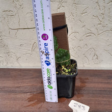 Load image into Gallery viewer, #283 Hoya Imbricata