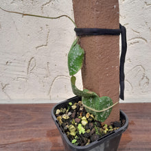 Load image into Gallery viewer, #283 Hoya Imbricata
