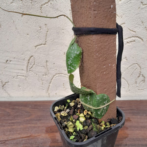 #283 Hoya Imbricata