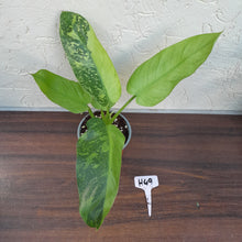 Load image into Gallery viewer, #H49 Philodendron Jose Buono