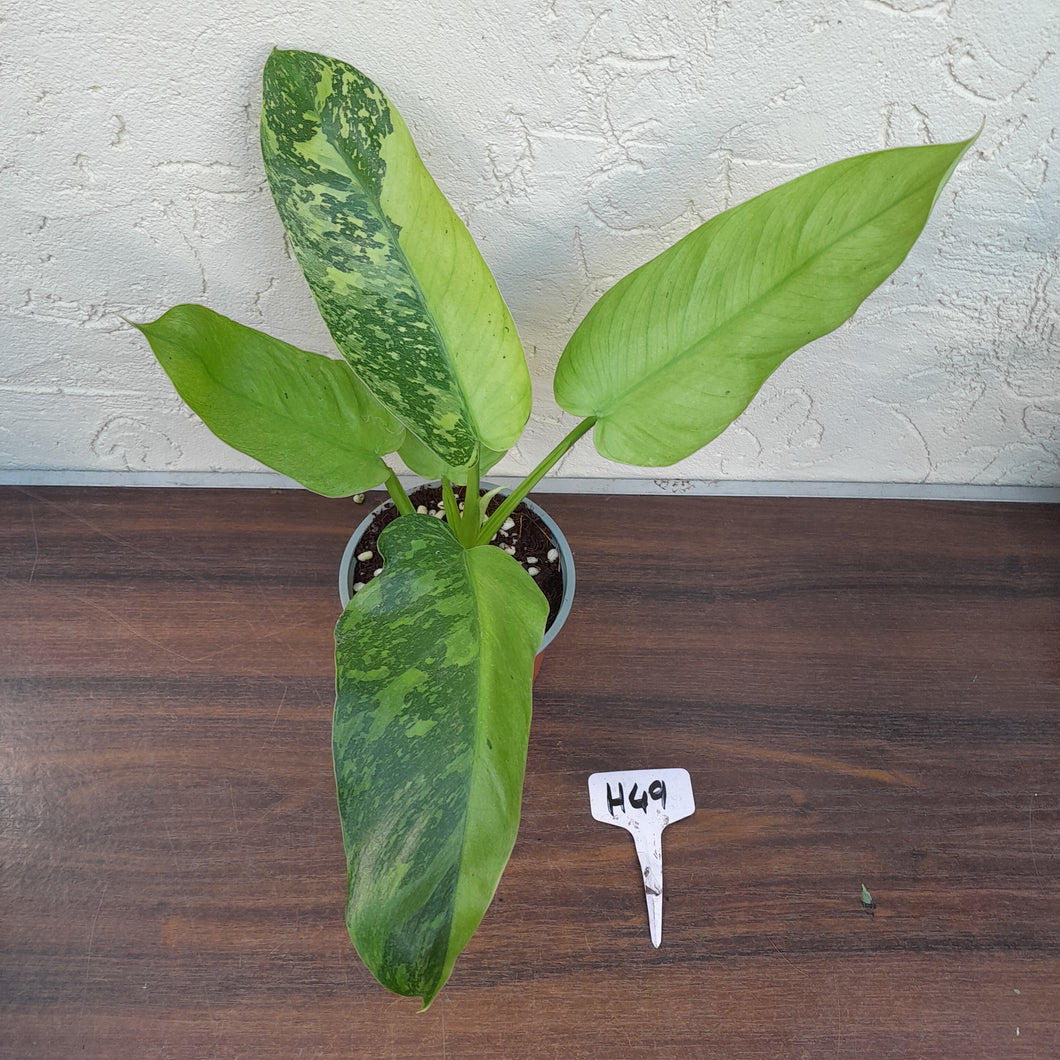 #H49 Philodendron Jose Buono