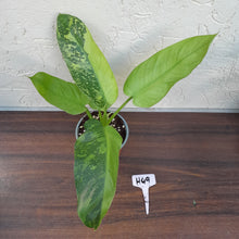 Load image into Gallery viewer, #H49 Philodendron Jose Buono