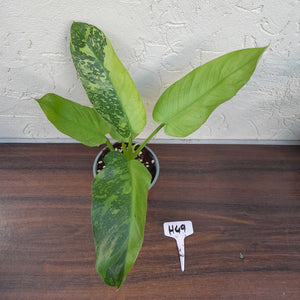 #H49 Philodendron Jose Buono