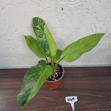 Load image into Gallery viewer, #H49 Philodendron Jose Buono