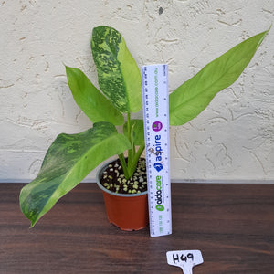 #H49 Philodendron Jose Buono