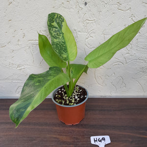 #H49 Philodendron Jose Buono