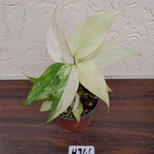 Load image into Gallery viewer, #H346 Aglaonema Modestum Variegatum