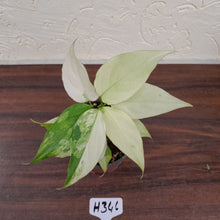 Load image into Gallery viewer, #H346 Aglaonema Modestum Variegatum