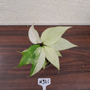 #H346 Aglaonema Modestum Variegatum